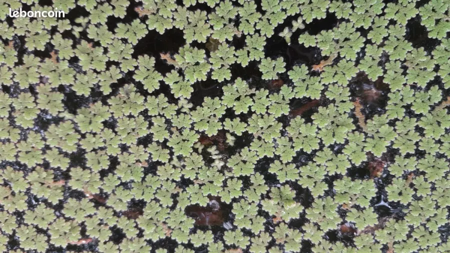 Lentilles d’eau