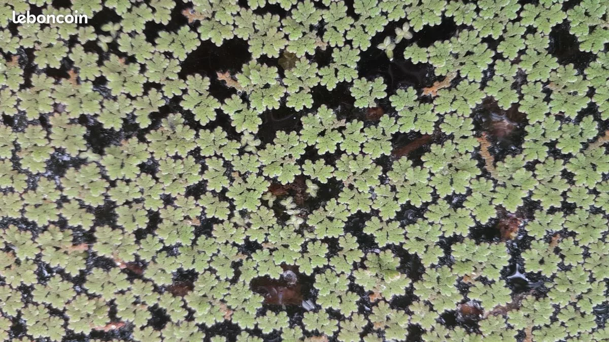 Lentilles d’eau